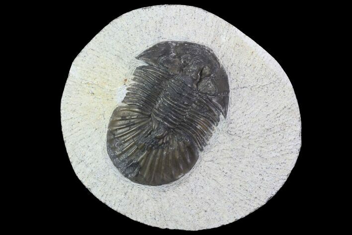 Bargain, Scabriscutellum Trilobite Fossil #92133